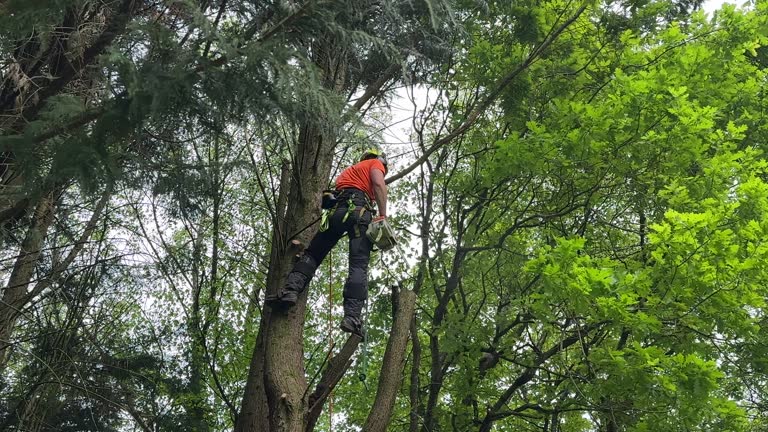 Professional Tree Care Services in Panthersville, GA